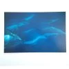 Poster Photo Nature SCOTT WINER 'Pacific White Sided Dolphin Catalina Island' -Board Sport Soldes 12436
